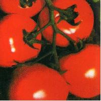Tomato Aastha