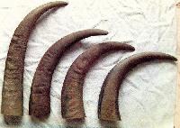 buffalo horns round tips
