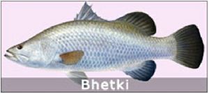 Bhetki Fish Seeds