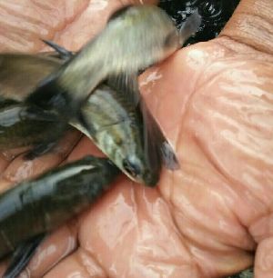 Black Carp Fish Seeds