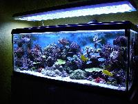 Freshwater Aquarium