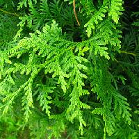 canadian cedar leaf oil
