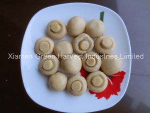 canned mushroom, Packaging Type : 400*24tins