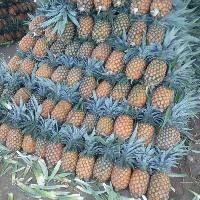 king Variety Pineapple