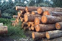 Meranti Wood