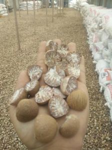betel nuts,  Moisture : 10-15%