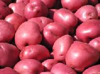 Fresh Red Potato