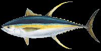 Fresh Yellowfin Tuna Fish