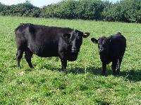 Hereford Cattles