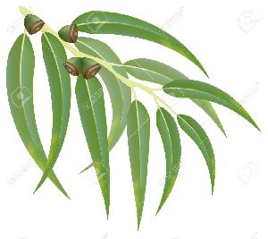 eucalyptus oil