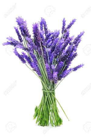 lavendar oil