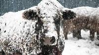 frozen cattle