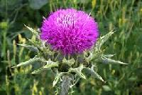 Milk Thistle