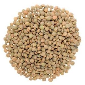 Lentils