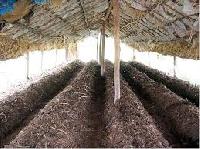 vermicompost fertilizer