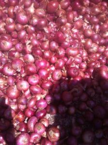 onions, Packaging Type : customized