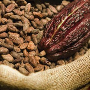 Organic Cocoa Beans