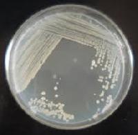 Rhizobium Culture in Delhi - Manufacturers and Suppliers India