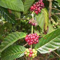 Coffee Plantation