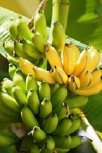 fresh banana