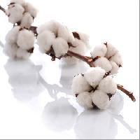 Indian Raw Cotton