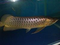 Malaysian Golden Arowana Fish