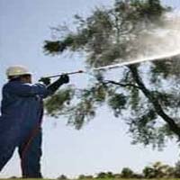 Tree Spray Oil