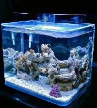 bend glass aquariums