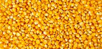 Yellow Corn Seeds