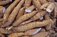 Cassava