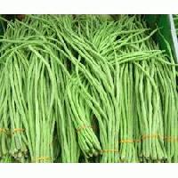 LONG BEANS GREEN