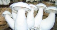 milky white mushroom