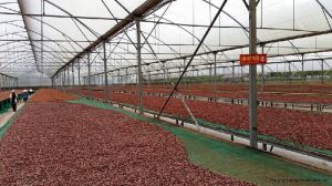 coffee beans, Certification : ISO, Packaging Type : 25kg