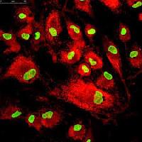 monoclonal blood grouping antibodies