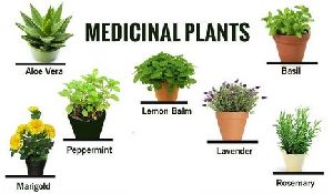 Medicinal Plants