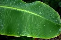 fresh banana leaf