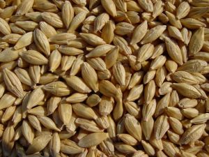 Grain Seed