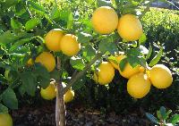 Lemon Plant