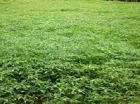 Green Manure