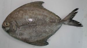 Black Pomfret Fish, For Human Consumption, Making Medicine, Style : Frozen