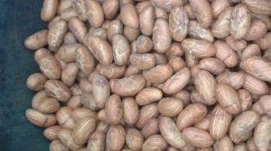 bitter kola,  Packaging Size : 2 Kg