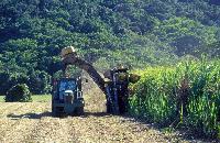 Sugar cane harvesting machine