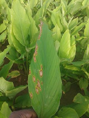 Bacterial Blight Botanical Bactericide & Fungicide