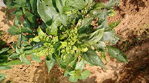 Chilli Crop Gemini and Leaf Curl Virus