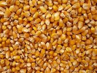 Cattle Feed Maize