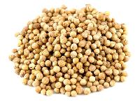 Coriander  (Coriandrum sativum)