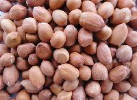 GROUND NUT  (Arachis hypogaea)