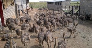 Ostrich and Ostrich Eggs For Sale
