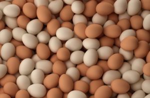 Fresh Chicken Eggs