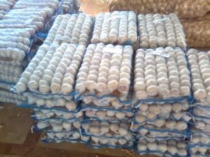 Fresh, Organic & Preserved Vegetables